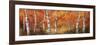 Autumn Birch I-Art Fronckowiak-Framed Art Print