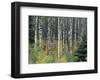 Autumn Birch-Derek Jecxz-Framed Art Print