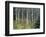 Autumn Birch-Derek Jecxz-Framed Art Print