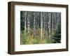 Autumn Birch-Derek Jecxz-Framed Art Print