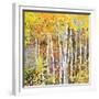 Autumn Birches III-Sharon Pitts-Framed Giclee Print