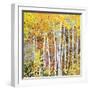 Autumn Birches III-Sharon Pitts-Framed Giclee Print