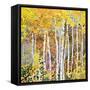 Autumn Birches III-Sharon Pitts-Framed Stretched Canvas