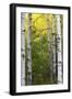 Autumn Birches, Sieur De Monts Spring, Acadia National Park, Maine, Usa-Michel Hersen-Framed Photographic Print