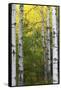 Autumn Birches, Sieur De Monts Spring, Acadia National Park, Maine, Usa-Michel Hersen-Framed Stretched Canvas