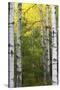 Autumn Birches, Sieur De Monts Spring, Acadia National Park, Maine, Usa-Michel Hersen-Stretched Canvas