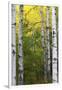 Autumn Birches, Sieur De Monts Spring, Acadia National Park, Maine, Usa-Michel Hersen-Framed Premium Photographic Print