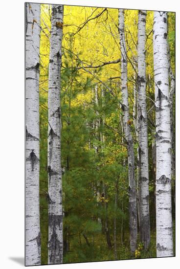 Autumn Birches, Sieur De Monts Spring, Acadia National Park, Maine, Usa-Michel Hersen-Mounted Premium Photographic Print