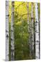 Autumn Birches, Sieur De Monts Spring, Acadia National Park, Maine, Usa-Michel Hersen-Mounted Premium Photographic Print