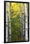 Autumn Birches, Sieur De Monts Spring, Acadia National Park, Maine, Usa-Michel Hersen-Framed Premium Photographic Print