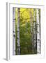 Autumn Birches, Sieur De Monts Spring, Acadia National Park, Maine, Usa-Michel Hersen-Framed Photographic Print