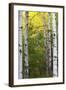 Autumn Birches, Sieur De Monts Spring, Acadia National Park, Maine, Usa-Michel Hersen-Framed Photographic Print