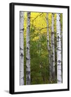 Autumn Birches, Sieur De Monts Spring, Acadia National Park, Maine, Usa-Michel Hersen-Framed Photographic Print