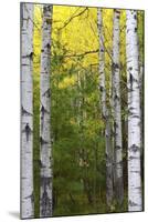 Autumn Birches, Sieur De Monts Spring, Acadia National Park, Maine, Usa-Michel Hersen-Mounted Photographic Print