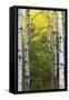 Autumn Birches, Sieur De Monts Spring, Acadia National Park, Maine, Usa-Michel Hersen-Framed Stretched Canvas