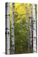 Autumn Birches, Sieur De Monts Spring, Acadia National Park, Maine, Usa-Michel Hersen-Stretched Canvas