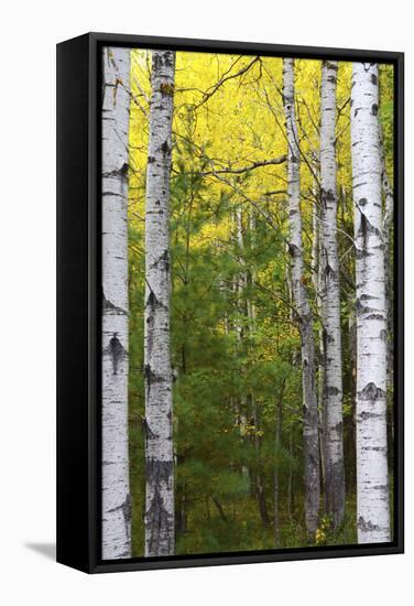 Autumn Birches, Sieur De Monts Spring, Acadia National Park, Maine, Usa-Michel Hersen-Framed Stretched Canvas