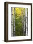 Autumn Birches, Sieur De Monts Spring, Acadia National Park, Maine, Usa-Michel Hersen-Framed Photographic Print