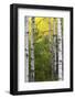 Autumn Birches, Sieur De Monts Spring, Acadia National Park, Maine, Usa-Michel Hersen-Framed Photographic Print