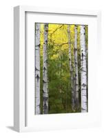 Autumn Birches, Sieur De Monts Spring, Acadia National Park, Maine, Usa-Michel Hersen-Framed Photographic Print