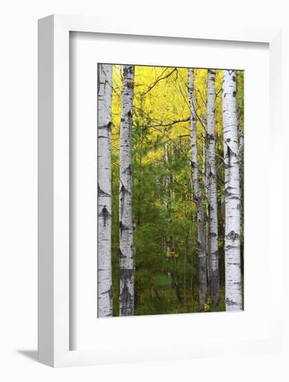 Autumn Birches, Sieur De Monts Spring, Acadia National Park, Maine, Usa-Michel Hersen-Framed Photographic Print