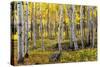 Autumn Birchs-Stefan Hefele-Stretched Canvas