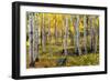 Autumn Birchs-Stefan Hefele-Framed Giclee Print