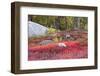 Autumn, Blueberry Barrens, Granite Rocks, East Orland, Maine, Usa-Michel Hersen-Framed Photographic Print