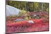 Autumn, Blueberry Barrens, Granite Rocks, East Orland, Maine, Usa-Michel Hersen-Mounted Photographic Print