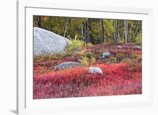 Autumn, Blueberry Barrens, Granite Rocks, East Orland, Maine, Usa-Michel Hersen-Framed Premium Photographic Print