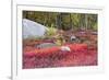 Autumn, Blueberry Barrens, Granite Rocks, East Orland, Maine, Usa-Michel Hersen-Framed Premium Photographic Print