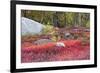 Autumn, Blueberry Barrens, Granite Rocks, East Orland, Maine, Usa-Michel Hersen-Framed Premium Photographic Print