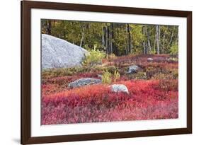 Autumn, Blueberry Barrens, Granite Rocks, East Orland, Maine, Usa-Michel Hersen-Framed Photographic Print