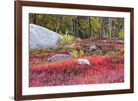 Autumn, Blueberry Barrens, Granite Rocks, East Orland, Maine, Usa-Michel Hersen-Framed Photographic Print