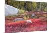 Autumn, Blueberry Barrens, Granite Rocks, East Orland, Maine, Usa-Michel Hersen-Mounted Photographic Print