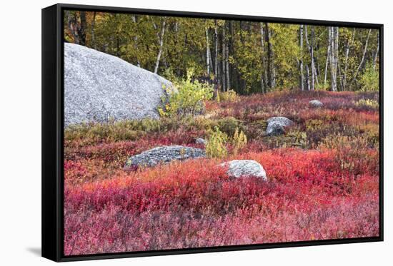 Autumn, Blueberry Barrens, Granite Rocks, East Orland, Maine, Usa-Michel Hersen-Framed Stretched Canvas