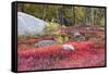 Autumn, Blueberry Barrens, Granite Rocks, East Orland, Maine, Usa-Michel Hersen-Framed Stretched Canvas