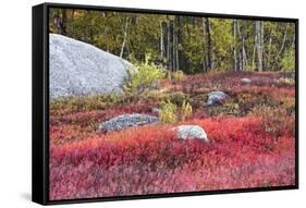 Autumn, Blueberry Barrens, Granite Rocks, East Orland, Maine, Usa-Michel Hersen-Framed Stretched Canvas