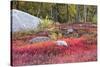 Autumn, Blueberry Barrens, Granite Rocks, East Orland, Maine, Usa-Michel Hersen-Stretched Canvas