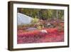 Autumn, Blueberry Barrens, Granite Rocks, East Orland, Maine, Usa-Michel Hersen-Framed Photographic Print