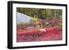 Autumn, Blueberry Barrens, Granite Rocks, East Orland, Maine, Usa-Michel Hersen-Framed Photographic Print