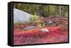 Autumn, Blueberry Barrens, Granite Rocks, East Orland, Maine, Usa-Michel Hersen-Framed Stretched Canvas