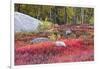 Autumn, Blueberry Barrens, Granite Rocks, East Orland, Maine, Usa-Michel Hersen-Framed Photographic Print