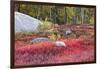 Autumn, Blueberry Barrens, Granite Rocks, East Orland, Maine, Usa-Michel Hersen-Framed Photographic Print