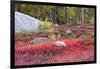 Autumn, Blueberry Barrens, Granite Rocks, East Orland, Maine, Usa-Michel Hersen-Framed Photographic Print