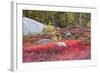 Autumn, Blueberry Barrens, Granite Rocks, East Orland, Maine, Usa-Michel Hersen-Framed Photographic Print