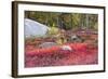 Autumn, Blueberry Barrens, Granite Rocks, East Orland, Maine, Usa-Michel Hersen-Framed Photographic Print