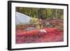 Autumn, Blueberry Barrens, Granite Rocks, East Orland, Maine, Usa-Michel Hersen-Framed Photographic Print