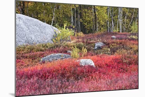 Autumn, Blueberry Barrens, Granite Rocks, East Orland, Maine, Usa-Michel Hersen-Mounted Photographic Print