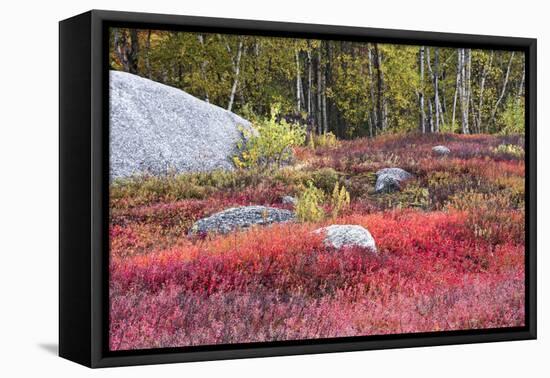 Autumn, Blueberry Barrens, Granite Rocks, East Orland, Maine, Usa-Michel Hersen-Framed Stretched Canvas